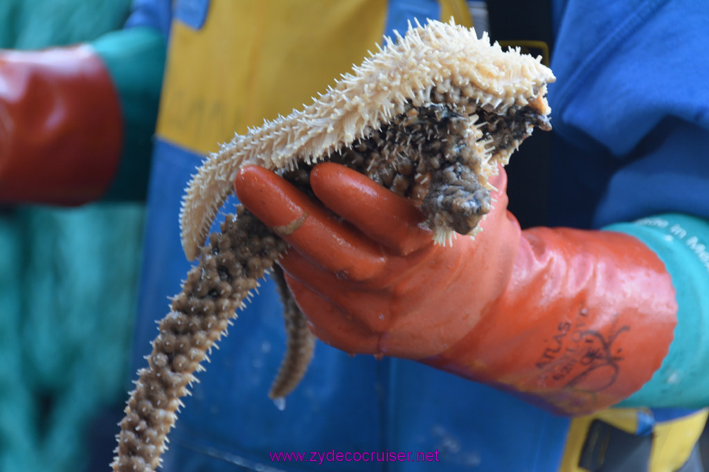 373: Carnival Miracle Alaska Cruise, Ketchikan, Bering Sea Crab Fisherman's Tour, 