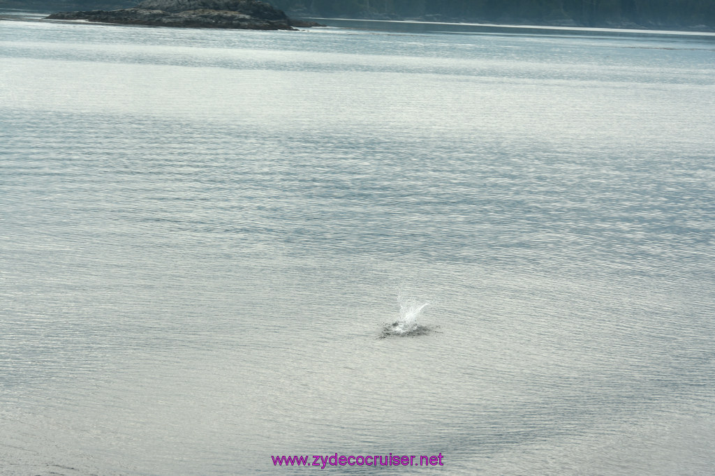 029: Carnival Miracle Alaska Cruise, Sea Day 2, Kept missing pictures of the porpoises