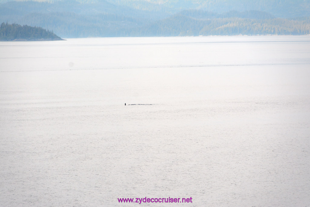 037: Carnival Miracle Alaska Cruise, Sea Day 2, Orcas in the distance, 