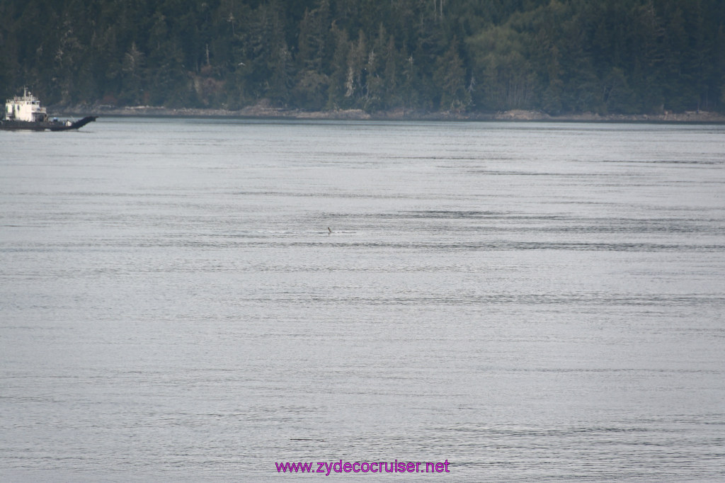 058: Carnival Miracle Alaska Cruise, Sea Day 2, Humpback Whale, 