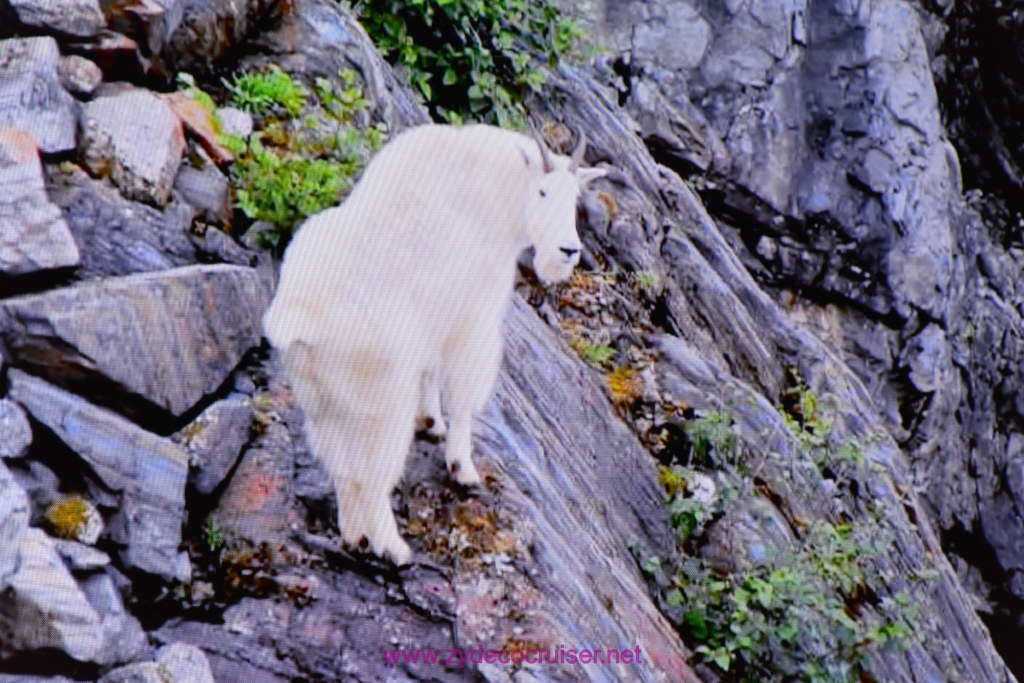 060: Carnival Miracle Alaska Journey Cruise, Sea Day 2, Naturalist Dirk Younkerman Lecture, Alaska's Glaciers, Volcanoes, and Wildlife, 