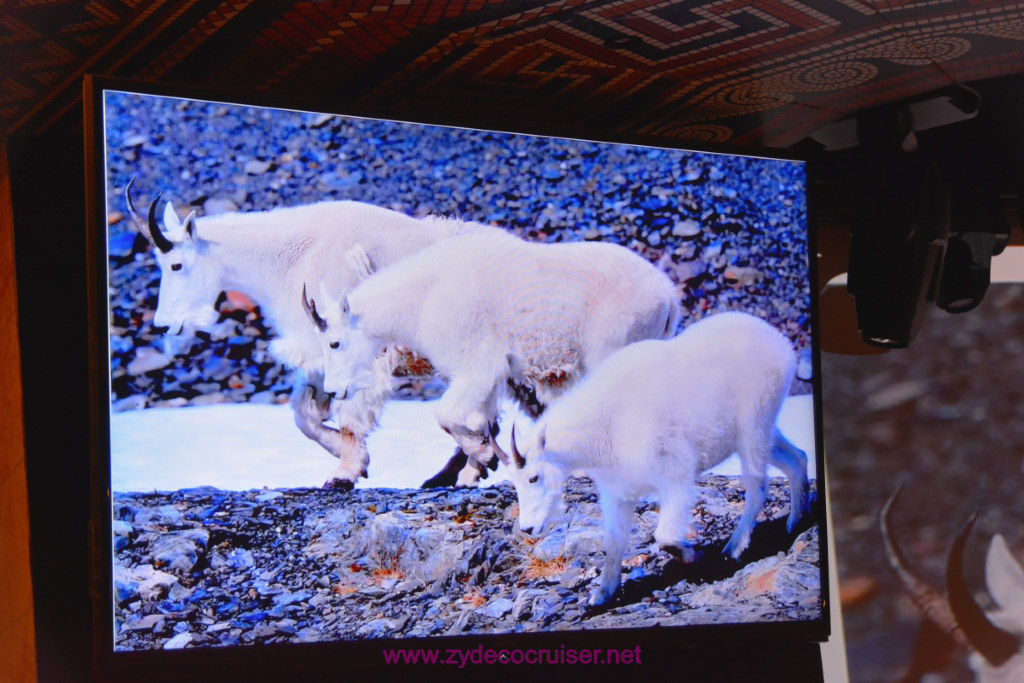 061: Carnival Miracle Alaska Journey Cruise, Sea Day 2, Naturalist Dirk Younkerman Lecture, Alaska's Glaciers, Volcanoes, and Wildlife, 