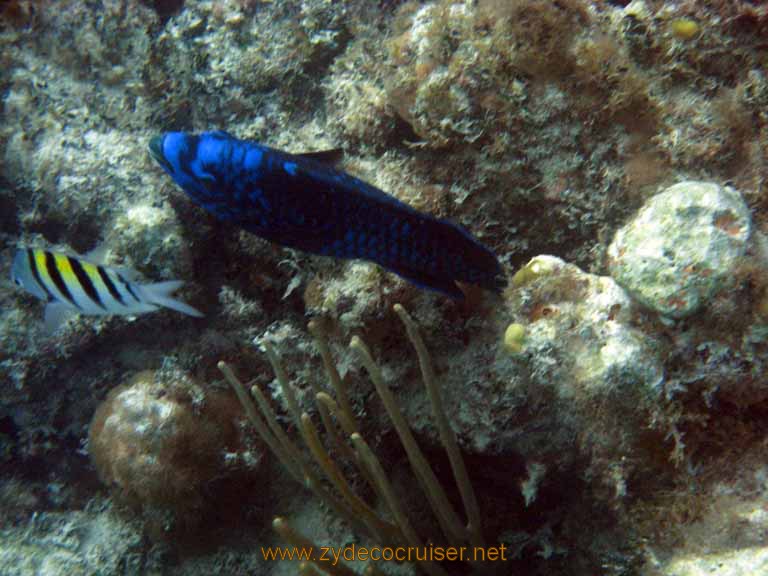 460: Carnival Sensation - Nassau - Catamaran Sail and Snorkel