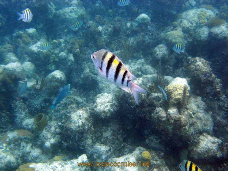 461: Carnival Sensation - Nassau - Catamaran Sail and Snorkel Sergeant Major