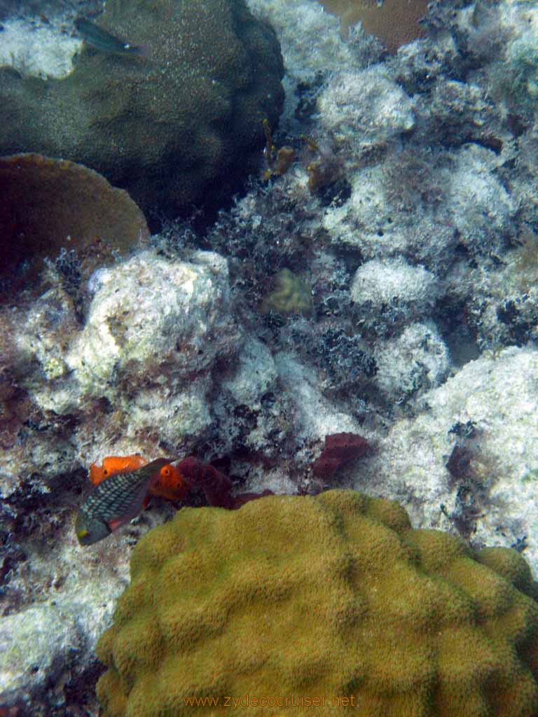 462: Carnival Sensation - Nassau - Catamaran Sail and Snorkel