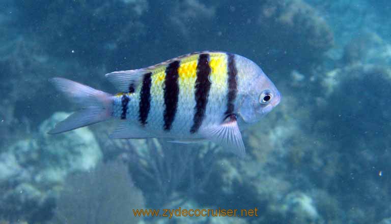 463: Carnival Sensation - Nassau - Catamaran Sail and Snorkel - Sergeant Major