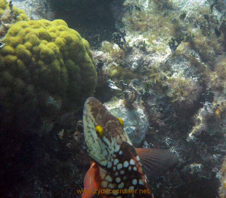 465: Carnival Sensation - Nassau - Catamaran Sail and Snorkel - Parrotfish