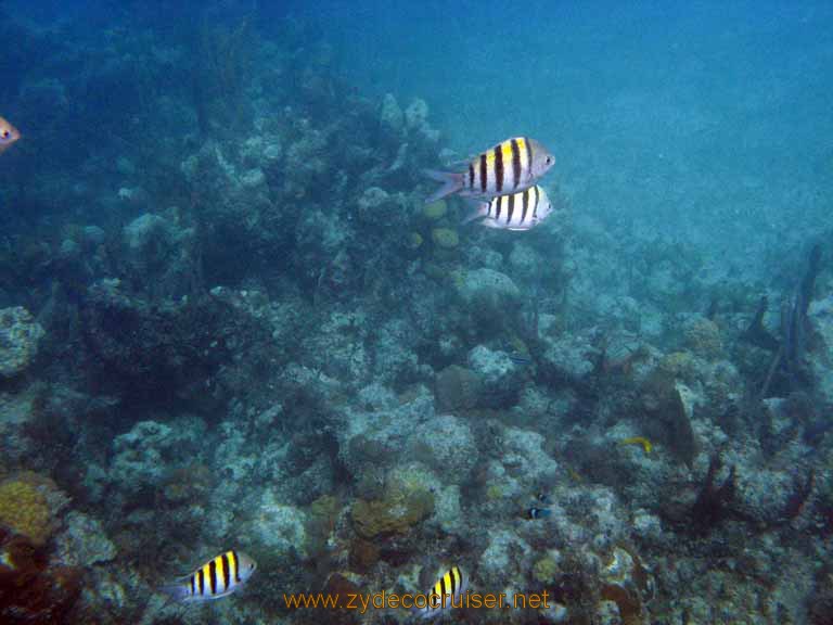 466: Carnival Sensation - Nassau - Catamaran Sail and Snorkel - Sergeant Majors