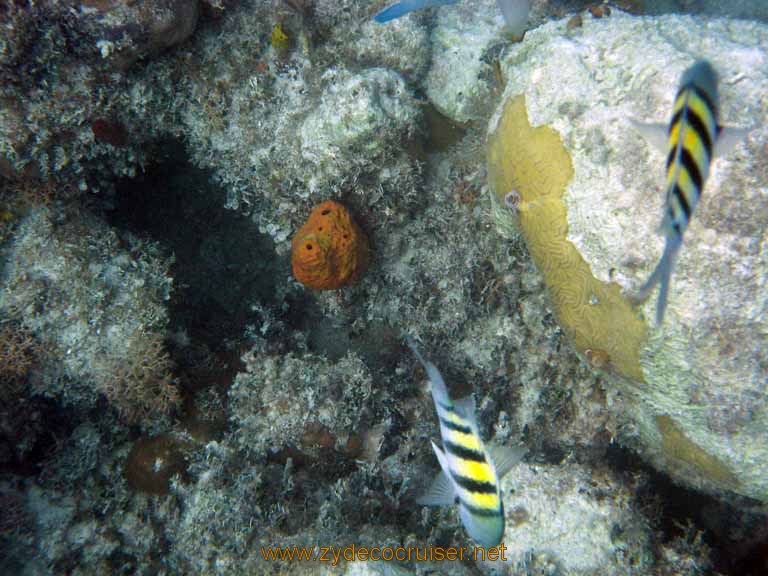 467: Carnival Sensation - Nassau - Catamaran Sail and Snorkel - Sergeant Majors