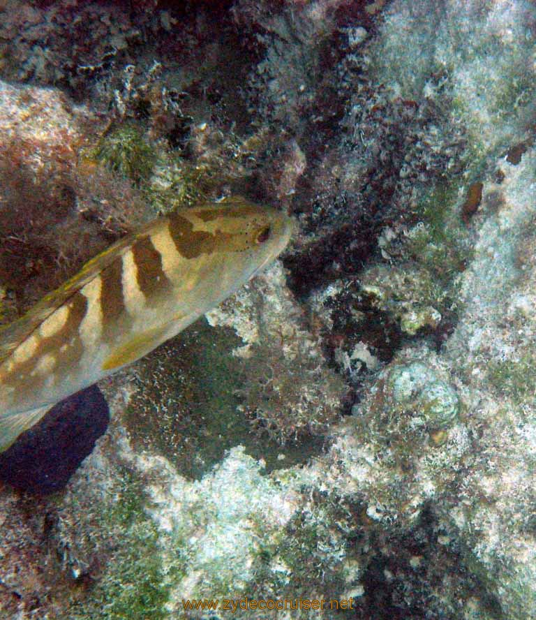 468: Carnival Sensation - Nassau - Catamaran Sail and Snorkel