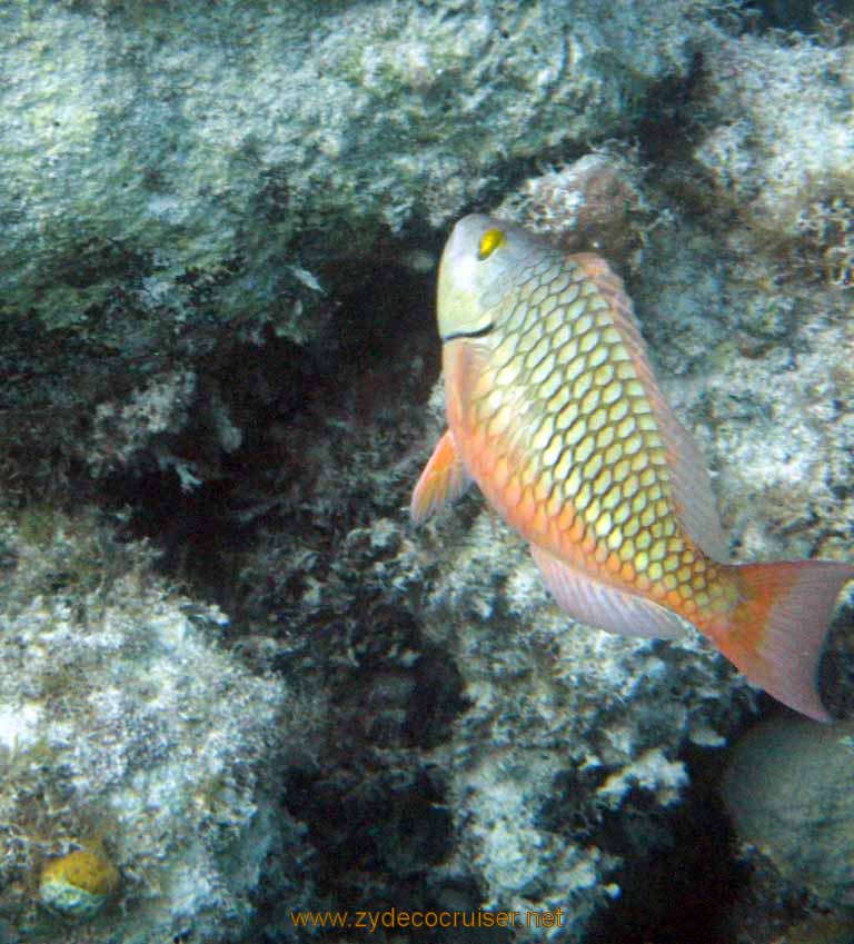 469: Carnival Sensation - Nassau - Catamaran Sail and Snorkel - Parrotfish