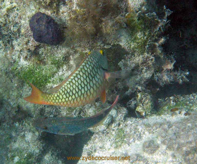 470: Carnival Sensation - Nassau - Catamaran Sail and Snorkel - Parrotfish