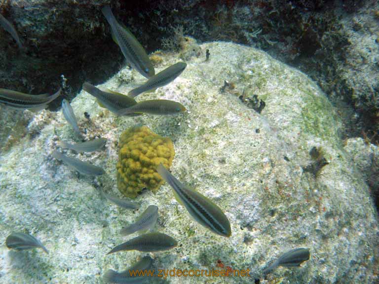 471: Carnival Sensation - Nassau - Catamaran Sail and Snorkel