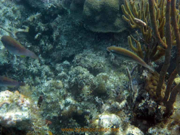 472: Carnival Sensation - Nassau - Catamaran Sail and Snorkel