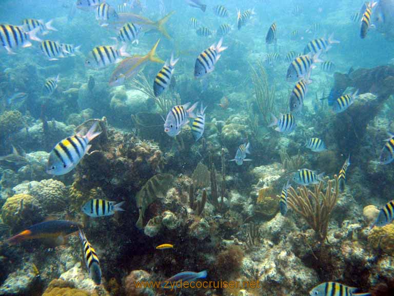 475: Carnival Sensation - Nassau - Catamaran Sail and Snorkel - Sergeant Majors