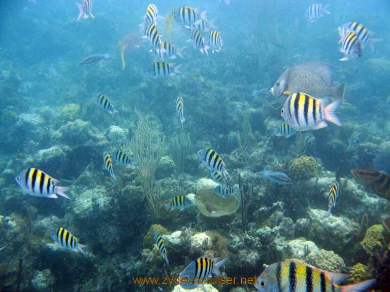 476: Carnival Sensation - Nassau - Catamaran Sail and Snorkel - Sergeant Majors