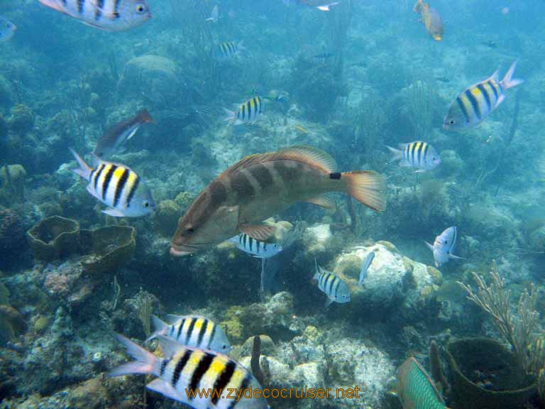 478: Carnival Sensation - Nassau - Catamaran Sail and Snorkel - Nassau Grouper and Sergeant Majors