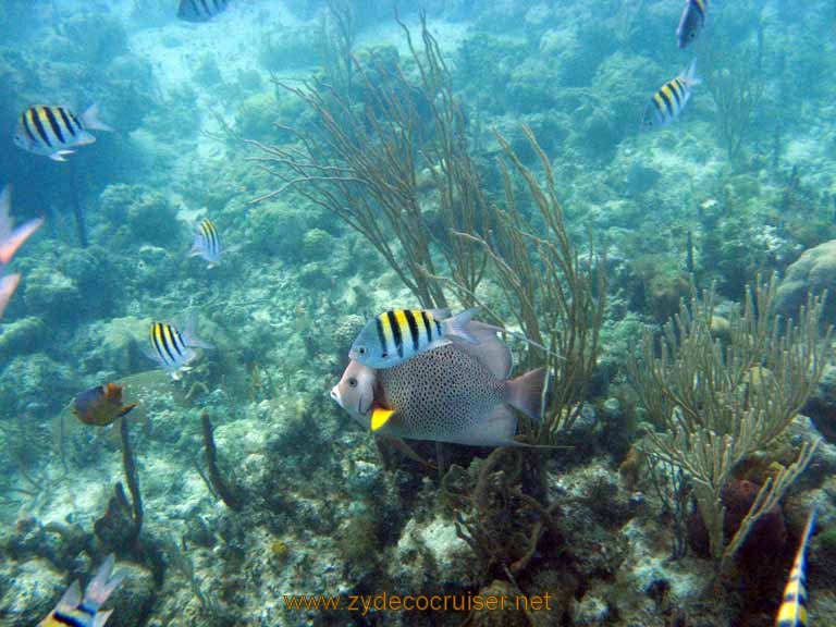 479: Carnival Sensation - Nassau - Catamaran Sail and Snorkel - Angelfish and Sergeant Majors