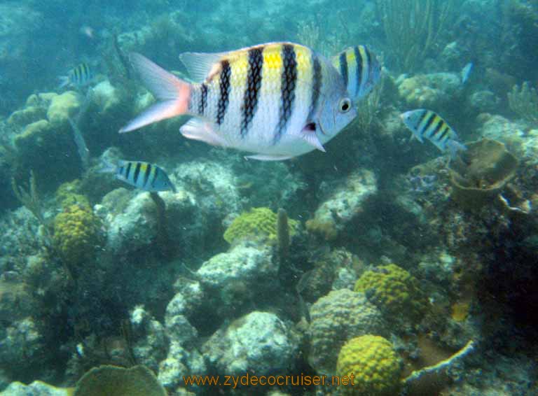 480: Carnival Sensation - Nassau - Catamaran Sail and Snorkel - Sergeant Majors