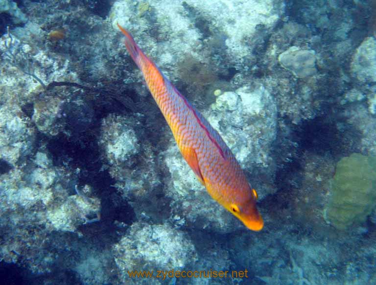 481: Carnival Sensation - Nassau - Catamaran Sail and Snorkel