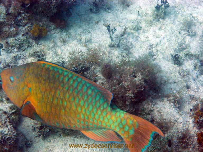 510: Carnival Sensation - Nassau - Catamaran Sail and Snorkel - Parrotfish