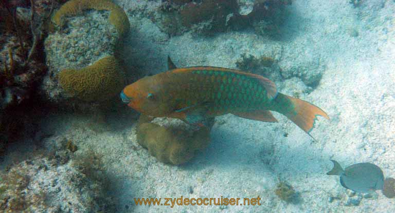 512: Carnival Sensation - Nassau - Catamaran Sail and Snorkel - Parrotfish