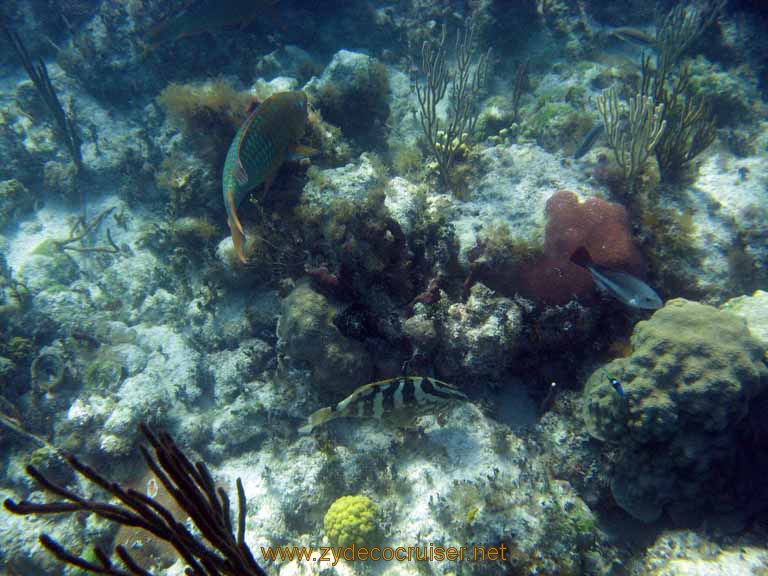 514: Carnival Sensation - Nassau - Catamaran Sail and Snorkel