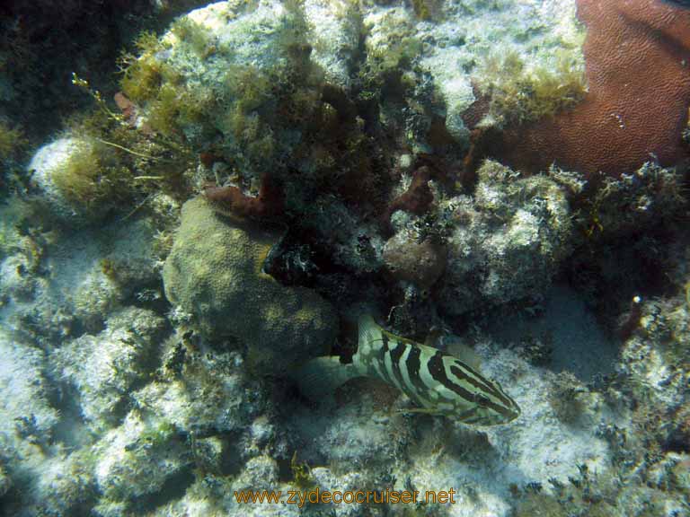 515: Carnival Sensation - Nassau - Catamaran Sail and Snorkel