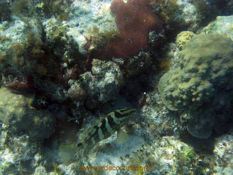 516: Carnival Sensation - Nassau - Catamaran Sail and Snorkel