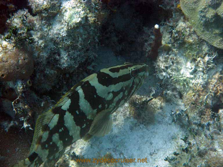 517: Carnival Sensation - Nassau - Catamaran Sail and Snorkel - Nassau Grouper