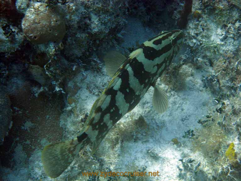 518: Carnival Sensation - Nassau - Catamaran Sail and Snorkel - Nassau Grouper