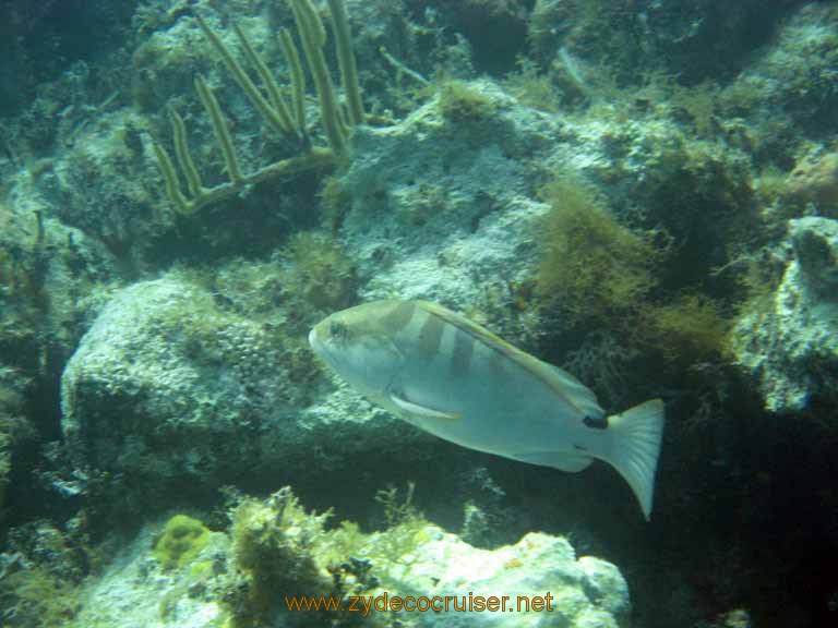 523: Carnival Sensation - Nassau - Catamaran Sail and Snorkel