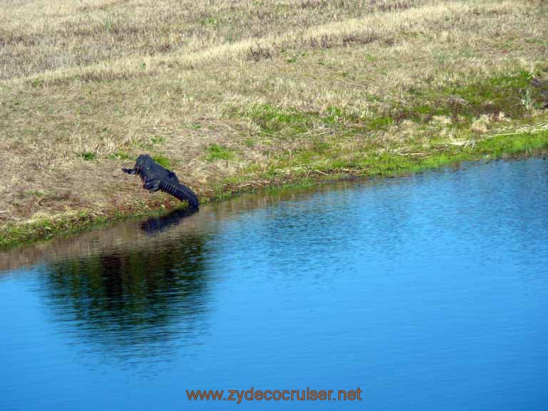 786: Cape Canaveral - Kennedy Space Center - Alligator