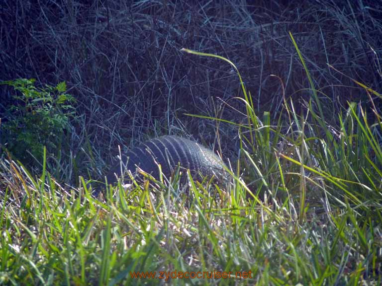 788: Cape Canaveral - Kennedy Space Center - Armadillo