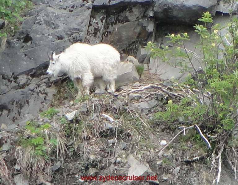 Dall's Sheep (female)