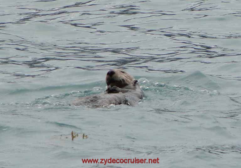 Sea Otter