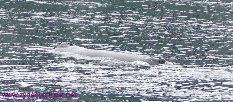 Humpback Whale