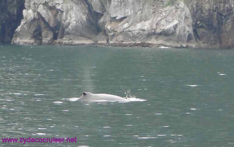 Humpback whale