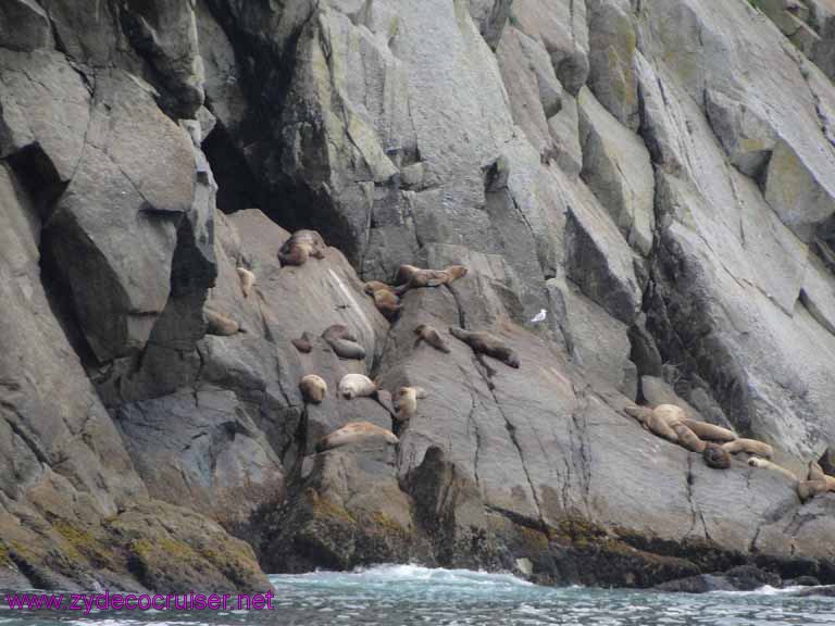 Stellar Sea lions