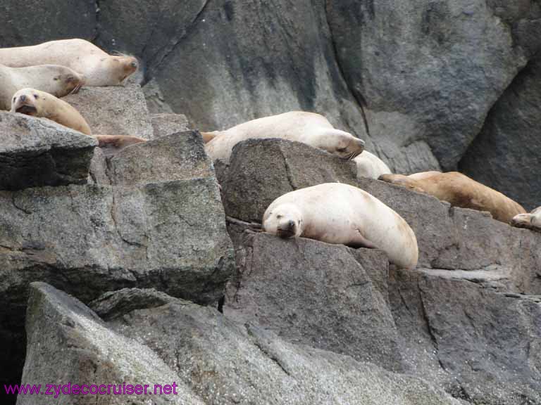 Stellar sea lions