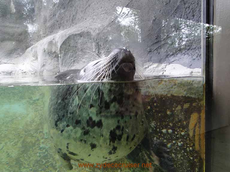 004: Alaska Zoo - Anchorage - Seal