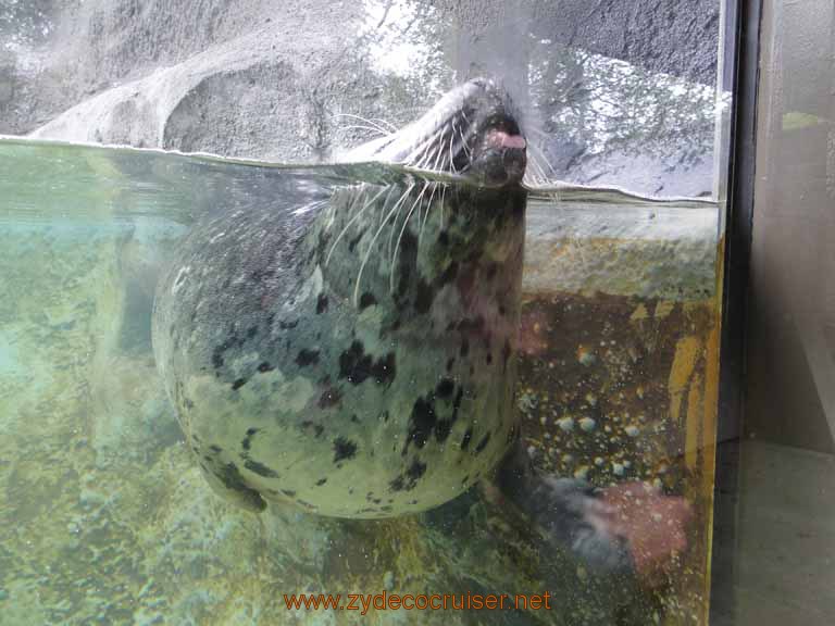 008: Alaska Zoo - Anchorage - Seal 