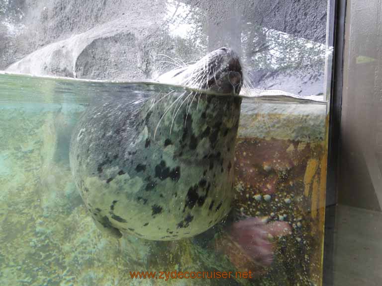 010: Alaska Zoo - Anchorage - Seal