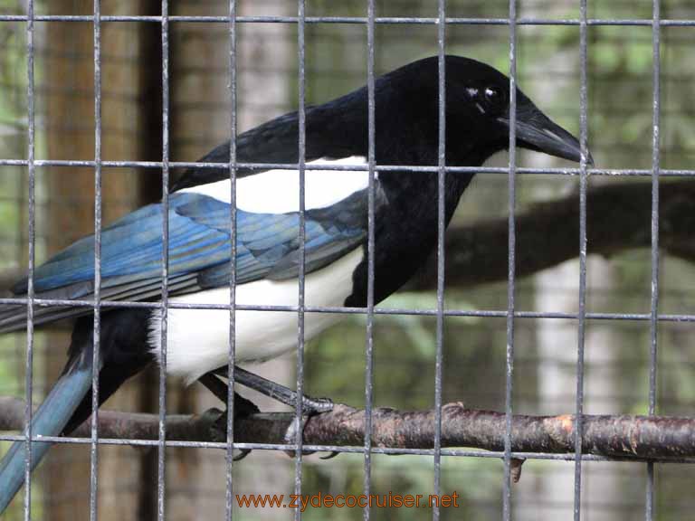 025: Alaska Zoo - Anchorage - Magpie