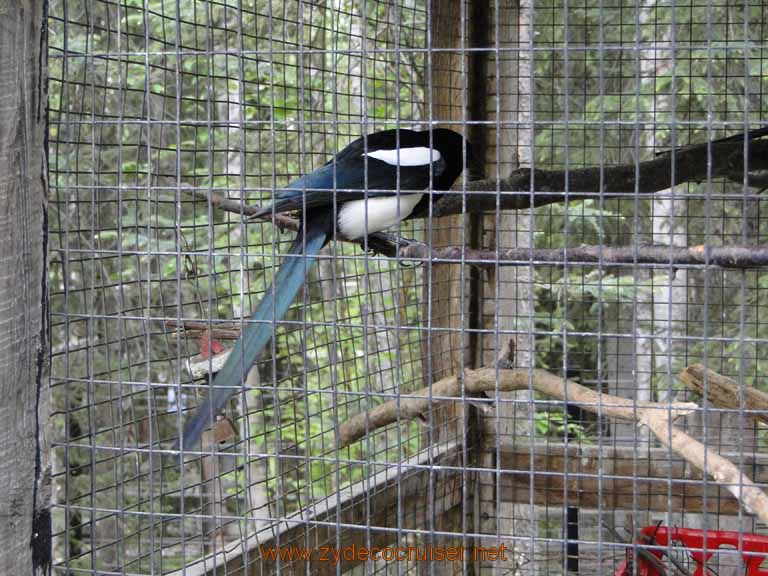 026: Alaska Zoo - Anchorage - Magpie