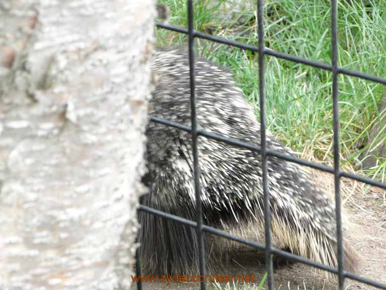 030: Alaska Zoo - Anchorage - Porcupine