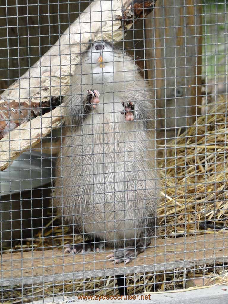 032: Alaska Zoo - Anchorage - Muskrat