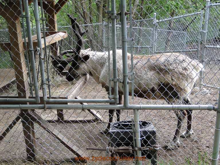 049: Alaska Zoo - Anchorage - Caribou