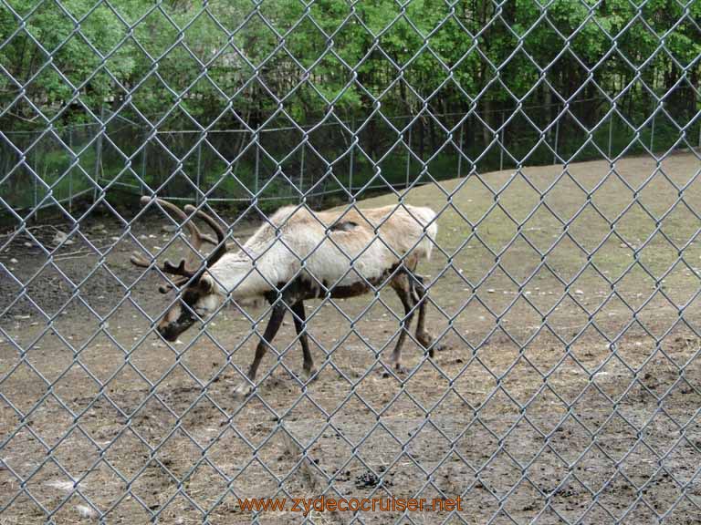 050: Alaska Zoo - Anchorage - Caribou