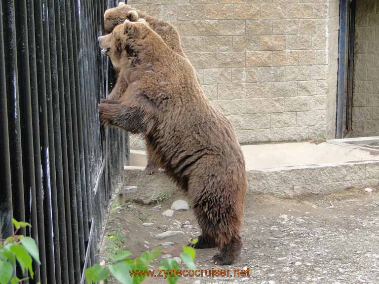 083: Alaska Zoo - Anchorage - Brown Bear